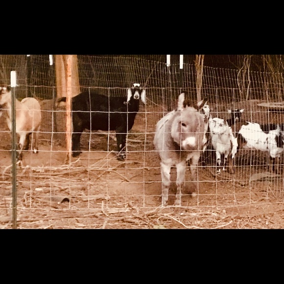 Meet your Posher, Julie - Picture 7 of 7